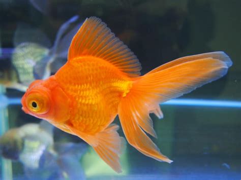 金魚的顏色